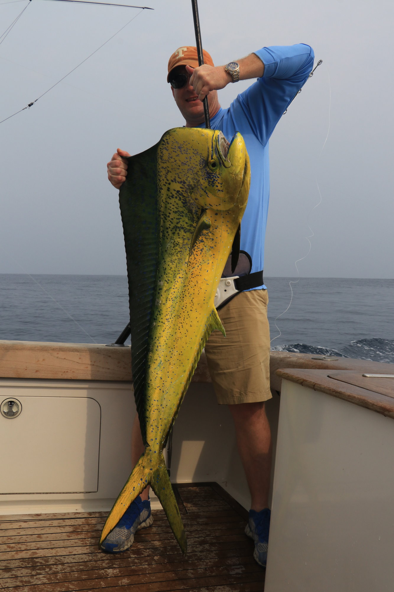 Dolphin Fish Mounts & Replicas by CoasttoCoast Fish Mounts